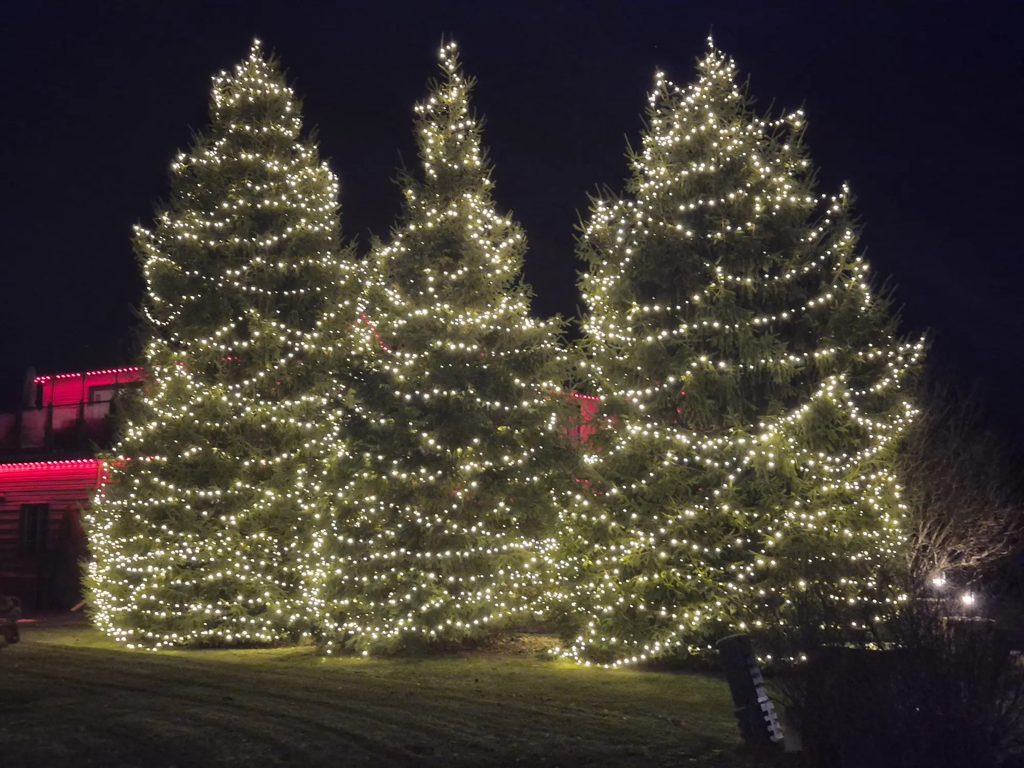 Professional outdoor Christmas tree lighting installation in Ottawa.