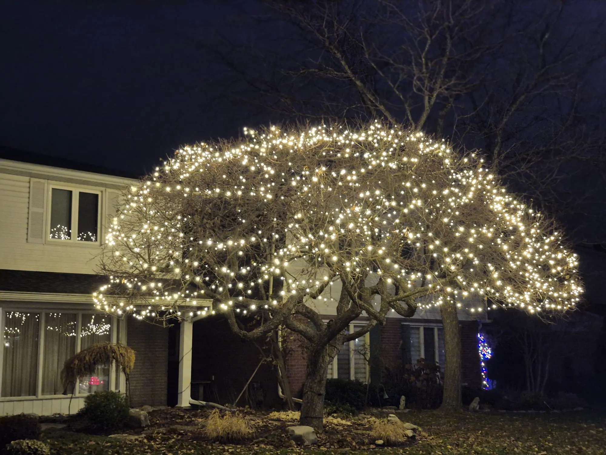Professional outdoor Christmas tree lighting installation in Ottawa.
